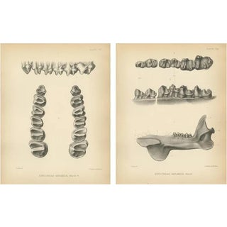 Marsh, Paleontology Illustrations of a Dinoceras Mirabile, 1886, Prints, Set of 2 For Sale