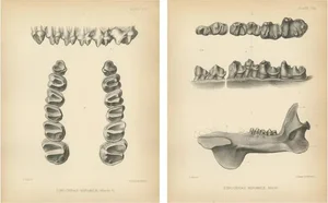 Marsh, Paleontology Illustrations of a Dinoceras Mirabile, 1886, Prints, Set of 2