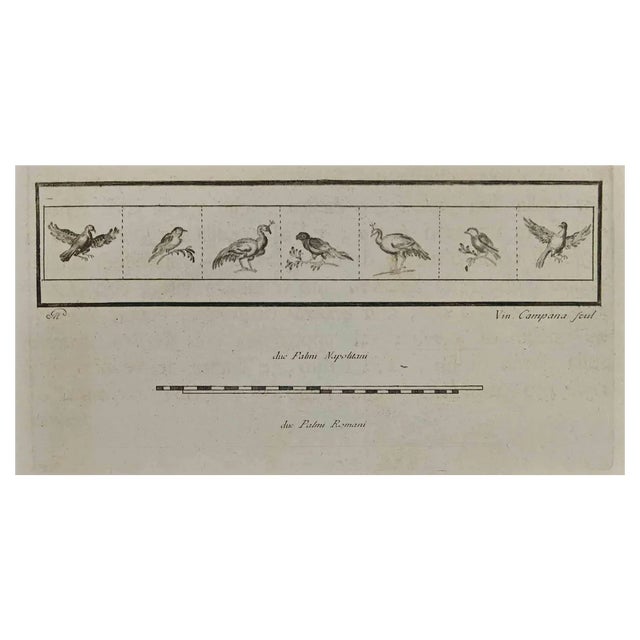 Vincenzo Campana, Birds from Herculaneum, Etching, 18th Century For Sale