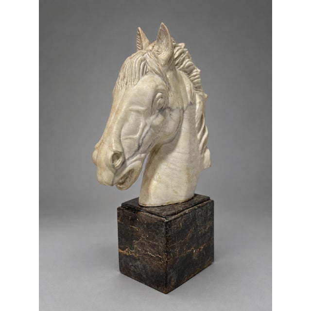 Stone Grand Tour–Style Marble Horse Head on a Marble Plinth, Italian C. 1900 For Sale - Image 7 of 14