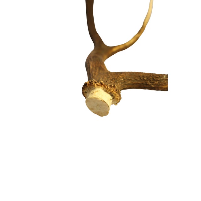 European Collection of Elk and Moose Antlers - Set of 9 For Sale - Image 18 of 18