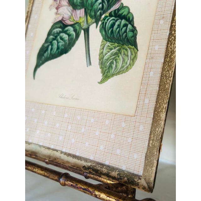Vintage Botanical Print, Framed For Sale In Charleston - Image 6 of 7