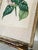 Vintage Botanical Print, Framed For Sale In Charleston - Image 6 of 7
