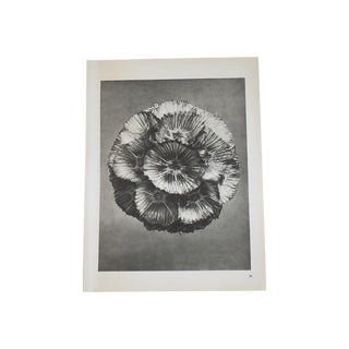 Vintage Botanical Photogravure by Karl Blossfeldt-Extreme Close-Up C.1942 For Sale
