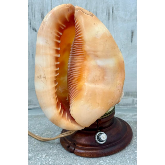 Antique Italian Cameo Relief Hand-Carved Sea Conch Shell, Nautical Coastal Decor For Sale - Image 9 of 12