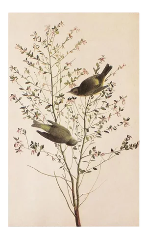 1966 Vintage Cottage Print "Orange-Crowned Warbler" After John James Audubon