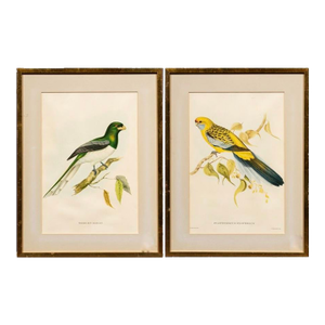 Early 20th Century Pair of Bird Illustrations After John Gould (British, 1804-1881), Matted and Framed
