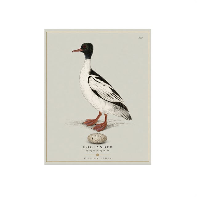 William Lewin 1789 Waterbirds Fine Art Gallery Board Print - The Goosander For Sale - Image 10 of 11
