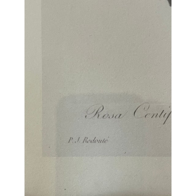 1960s Great Pair of P.J.Redoute Chromolithographs of Roses in Gold Frames Reproduction For Sale - Image 4 of 6