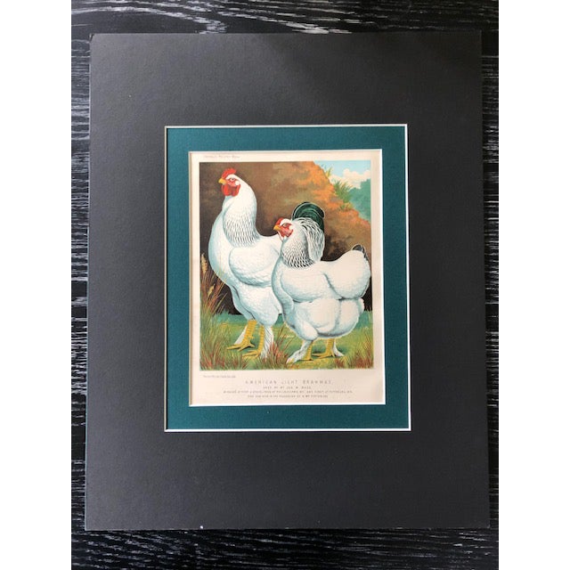 Late 19th Century Antique Cassell’s Poultry Book - American Light Brahmas Chromolithograph For Sale - Image 4 of 4
