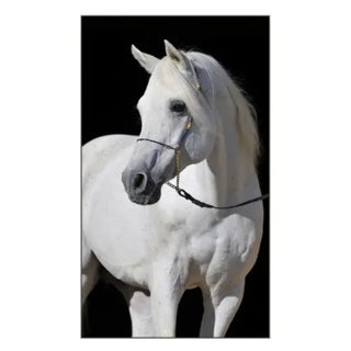 Arabian Horse on Canvas Photography in Silver Frame For Sale