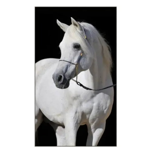Arabian Horse on Canvas Photography in Silver Frame For Sale