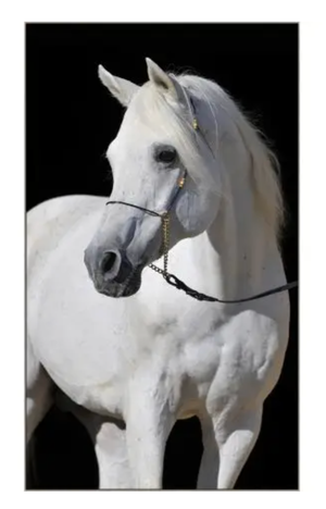 Arabian Horse on Canvas Photography in Silver Frame