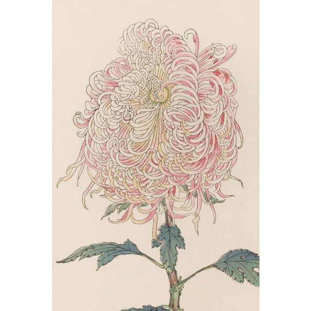 Discover a beautifully restored vintage Japanese botanical print diptych featuring two graceful spider chrysanthemums by...