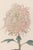 Discover a beautifully restored vintage Japanese botanical print diptych featuring two graceful spider chrysanthemums by...