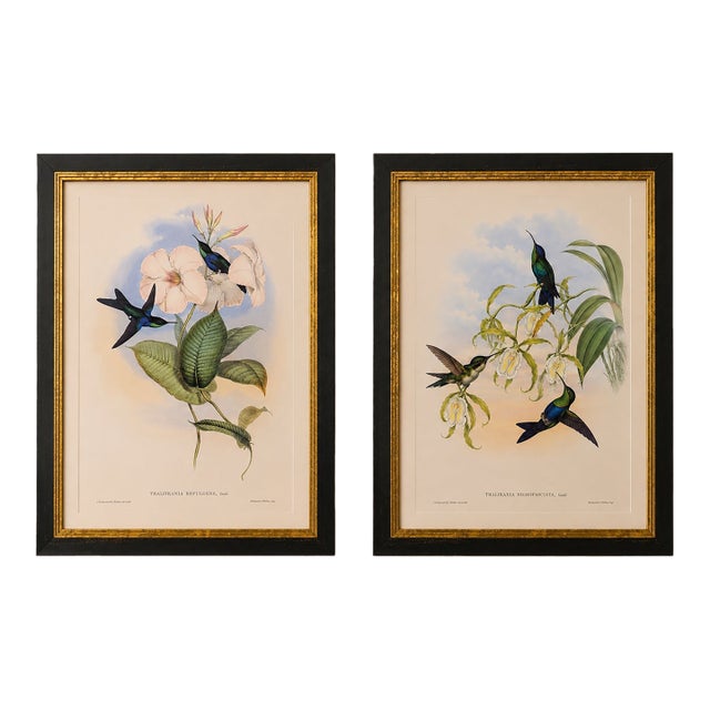 1990s Framed Prints, Set of 2, Refulgent Wood-Nymph, and Black-Banded Wood-Nymph, Hummingbirds Hill House Editions For Sale