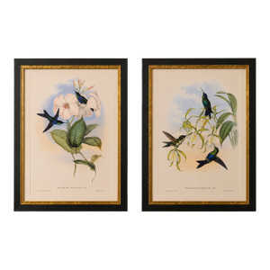 1990s Framed Prints, Set of 2, Refulgent Wood-Nymph, and Black-Banded Wood-Nymph, Hummingbirds Hill House Editions