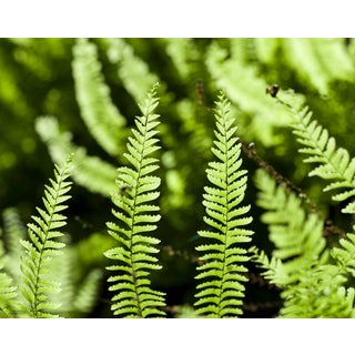 Gaétan Caron "Fern Canyon" Humboldt, California, Green Fern Abstracted Landscape (Framed) 2015 For Sale