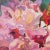 Traditional 'Sisters Blushing' by Michael Bailey, Large Horticultural Watercolor, Rhododendrons, American Watercolor Society For Sale - Image 3 of 10