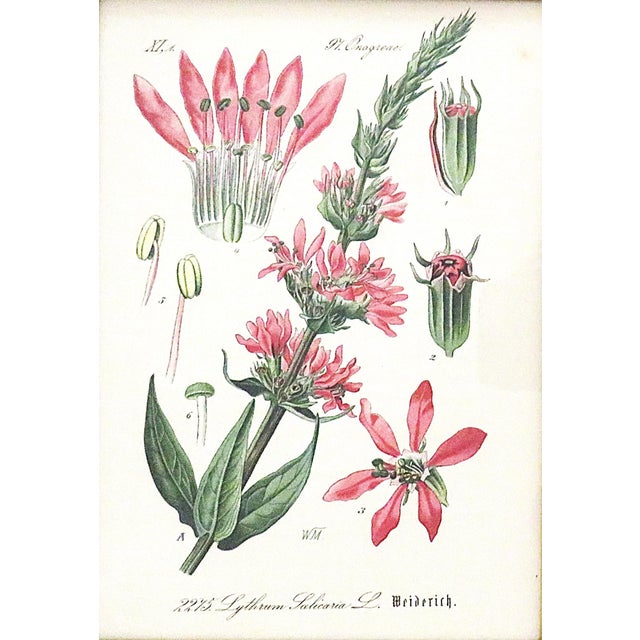 Set of 5 Antique Botanical Prints Framed Floral Flowers For Sale - Image 4 of 7