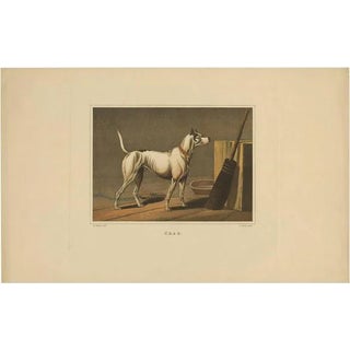 J. Clar after Henry Alken, Dog Named Crab by J. Clark, 1820, Aquatint on Paper For Sale