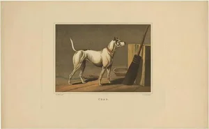 J. Clar after Henry Alken, Dog Named Crab by J. Clark, 1820, Aquatint on Paper