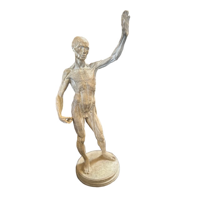 Anatomical Cast, Italy 90s For Sale