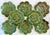 Green Vintage Majolica Cabbage Ware Geranium Plates - Set of 8 For Sale - Image 8 of 10
