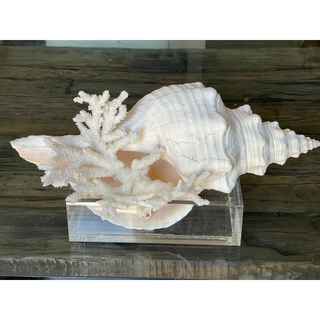 Antique Jumbo Spider Conch Shell 15” For Sale - Image 9 of 9