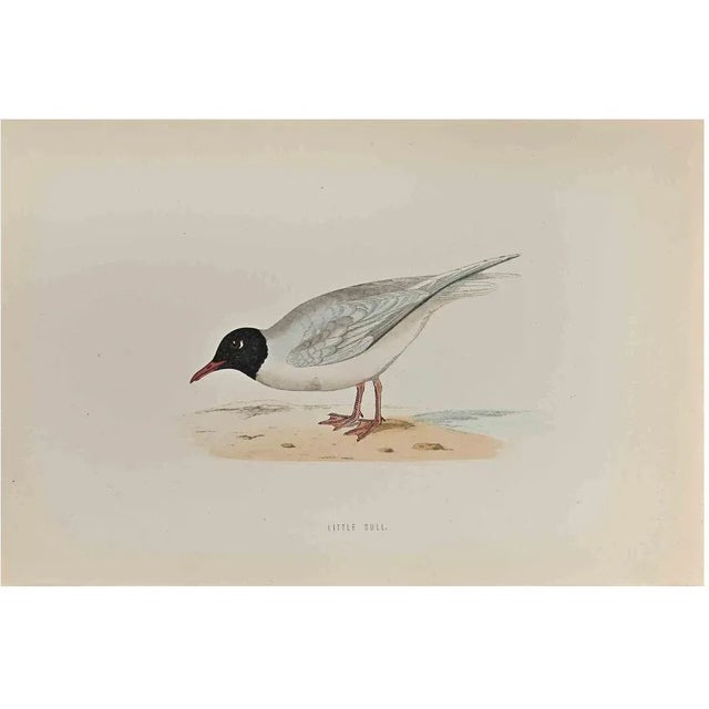 Little Gull is a modern artwork realized in 1870 by the British artist Alexander Francis Lydon (1836-1917) . Woodcut...