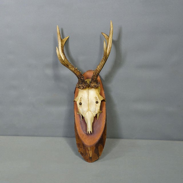 Set of Six Roe Deer Trophies on Wooden Slices Germany Ca. 1950s For Sale - Image 4 of 8