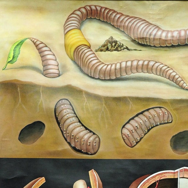 A naturalistic pull-down vintage wall chart by the artists Jung-Koch-Quentell depicting the cute earthworm. Used as...