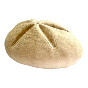 Large Puffed Sand Dollar
