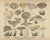 Lactarius Mushrooms – Antique Fungi Lithograph, Natural History Print 1885 This refined late 19th-century lithograph...