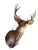 American Vintage Mule Deer Taxidermy Shoulder Mount For Sale - Image 3 of 4