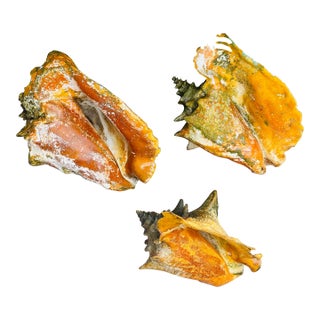 3 Large Antique Bahamas Conch Shells in Great Patina Distressed For Sale