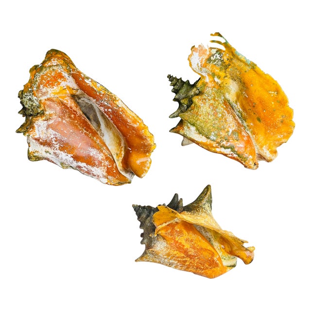 3 Large Antique Bahamas Conch Shells in Great Patina Distressed For Sale