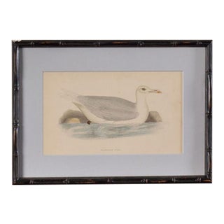 Antique Hand Colored Bird Engraving (C. 1865) | in Contemporary Black Bamboo Frame (Glaucus Gull) For Sale