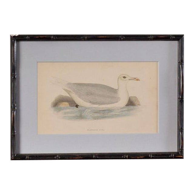 Antique Hand Colored Bird Engraving (C. 1865) | in Contemporary Black Bamboo Frame (Glaucus Gull) For Sale