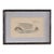 Antique Hand Colored Bird Engraving (C. 1865) | in Contemporary Black Bamboo Frame (Glaucus Gull) For Sale