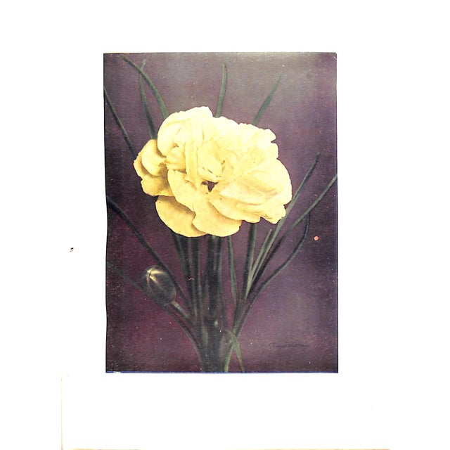 "Carnations & Pinks" 1919 Cook, t.h., Douglas, James, McLeod, j.f. For Sale In New York - Image 6 of 9