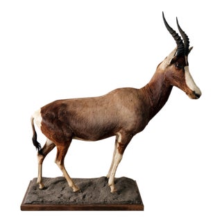 1960s Full-Body Mounted African Blesbok on Custom Base For Sale
