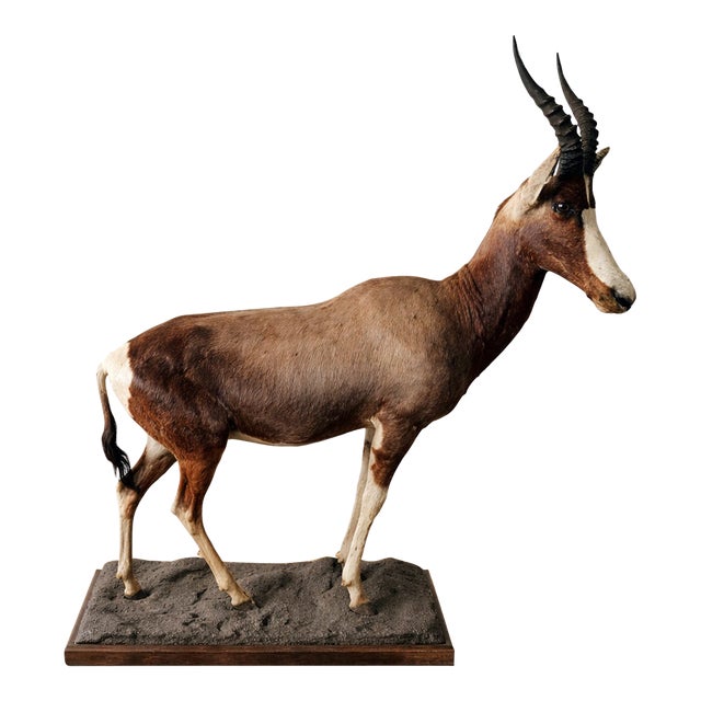 1960s Full-Body Mounted African Blesbok on Custom Base For Sale