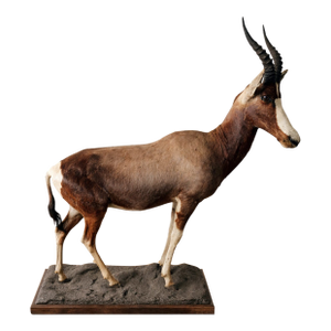 1960s Full-Body Mounted African Blesbok on Custom Base