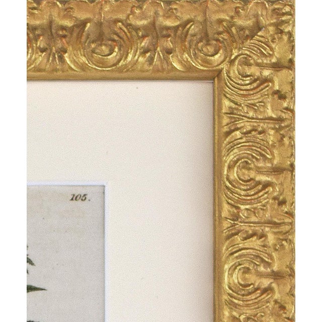 Early 19th Century Early 19th Century English Hand Colored Floral Botanical Engraving by William Woodville For Sale - Image 5 of 5