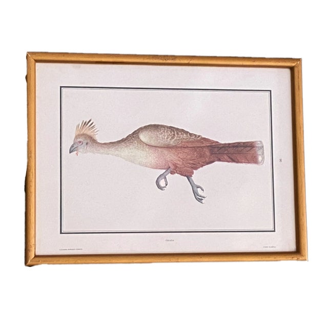 Vintage 19th C Alexander Rodrigues Ferreira Rugendas Print Framed For Sale - Image 9 of 9