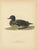 Scandinavian Bird Charts of Velvet Scoter Ducks, 1929, Prints, Set of 3 For Sale - Image 3 of 10