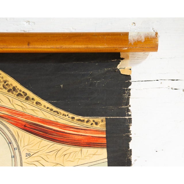 Human Anatomy Charts from Allardi Publisher, 1950s, Set of 2 For Sale - Image 10 of 14