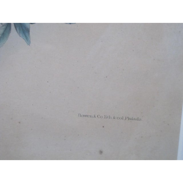 Illustration Daniel Giraud Elliot Framed C1869 Scardafella Inca Little Dove Lithograph For Sale - Image 3 of 7