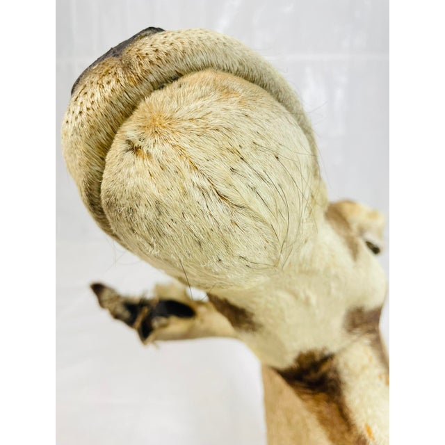 Vintage Mounted Antelope Taxidermy Wall Mount With Long Horns, Estate Find For Sale - Image 15 of 18